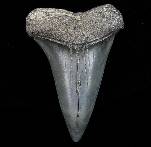 Fossil Mako Shark Tooth - Georgia #75187